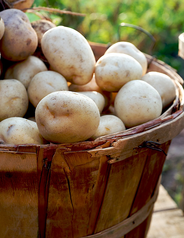 basket-potatoes